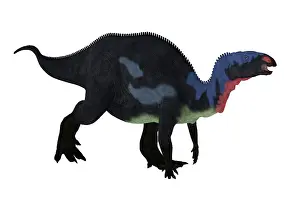 Camptosaurus: Camptosaurus dinosaur walking, side view on white background