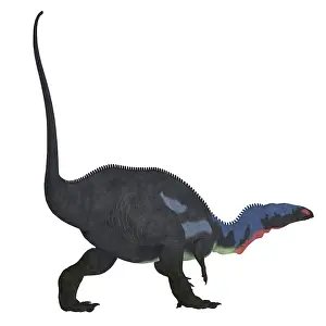 Prowling: Camptosaurus dinosaur, white background