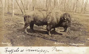 Winnipeg: Canada - Buffalo at Winnipeg