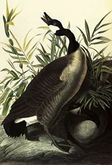 Adjacent: Canada Geese