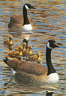 Gosling: Canada geese