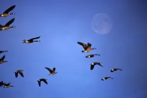 Instinct: Canada Geese Branta Canadensis Migrating Flying