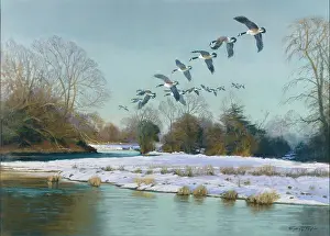 Upstream: Canada Geese going Upstream