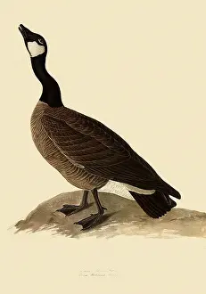 Canadensis: Canada Goose