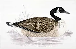 Bernicla: CANADA GOOSE
