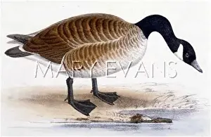 Bernicla: CANADA GOOSE