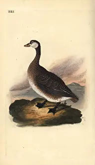 Branta: Canada goose, Branta canadensis