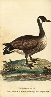 The Naturalists Pocket Magazine: Canada goose, Branta canadensis