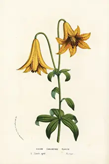Canadense: Canada lily, Lilium canadense