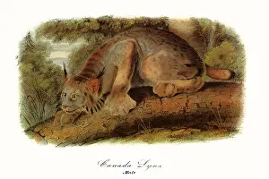 Atop: Canada LynX