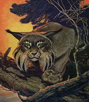 Glitter: Canada LynX