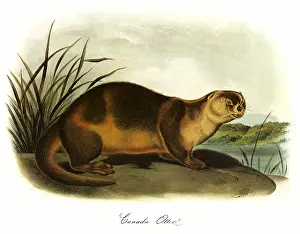 Audubon: Canada Otter
