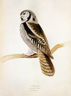 Noctua: Canada Owl (Noctua funeria)