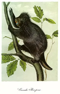 Porcupine: Canada Porcupine
