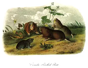 Pouched: Canada Pouched Rat