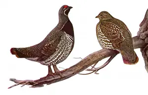 Partridge: Canada Spruce Partridge