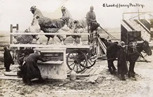 Oversize: Canada - Transporting a load of fancy poultry