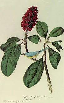 Ripe: Canada Warbler