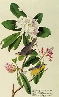 Warblers: Canada Warblers