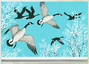 Migrate: Canadas Rising. Geese in flight