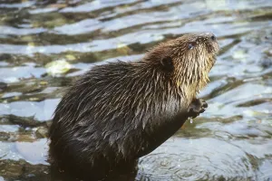 Beaver: Canadian beaver, 1984