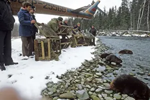 Beavers: Canadian beavers, 1984