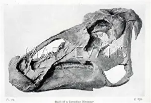 Edmontosaurus: CANADIAN DINOSAUR SKULL