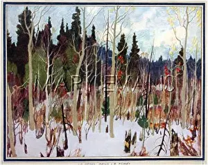 Snowscapes: CANADIAN FOREST IN SNOW
