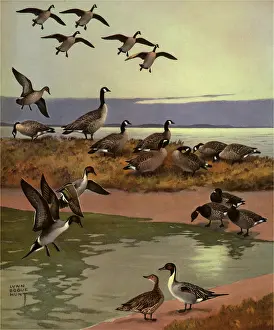 Brant: Canadian Geese