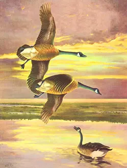 Canadensis: Canadian Geese