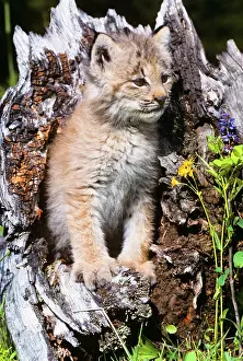 Ulr001: Canadian Lynx Kitten