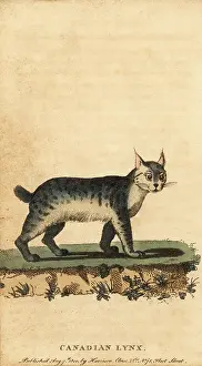 The Naturalists Pocket Magazine: Canadian lynx, Lynx canadensis