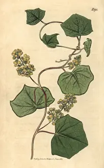 Couchman: Canadian moonseed, Menispermum canadense