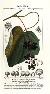 Indicum: Canadian moonseed, Menispermum canadense
