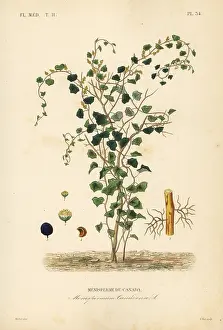 Canadense: Canadian moonseed or yellow parilla, Menispermum canadense