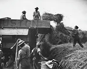 Threshing: Canadian troops using Ruston threshing machine, WW1