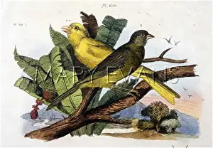 Carduelis: CANARIES