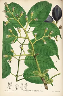 Indicum: Canarium nut, Canarium indicum