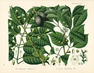 Indicum: Canarium nut tree, Canarium indicum, and protium