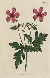 Sansom: Canary Island geranium, Geranium palmatum