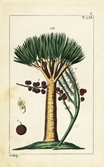 Drago: Canary Islands dragon tree, Dracaena draco. Vulnerable