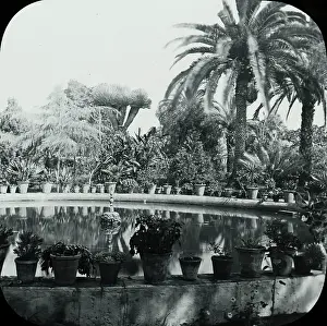 Orotava: Canary Islands - Orotava, The Botanic Gardens