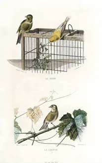 Linnet: Canary and linnet