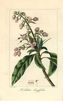 Bessa: Canary madrone or strawberry tree, Arbutus canariensis
