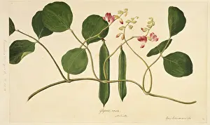 Pisum: Canavalia rosea, beach bean