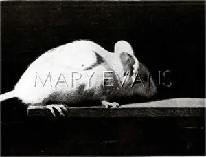 Immunity: CANCER RESEARCH RAT