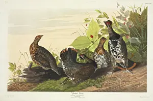 Grouse: Canchites canadensis, spruce grouse