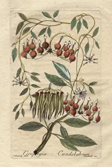 Latex: Candelabra tree, Ceropegia candelabrum