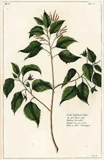 Filius: Candlenut, Crotn laccifer
