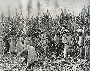 Jamaica: Cane Cutters in Jamaica